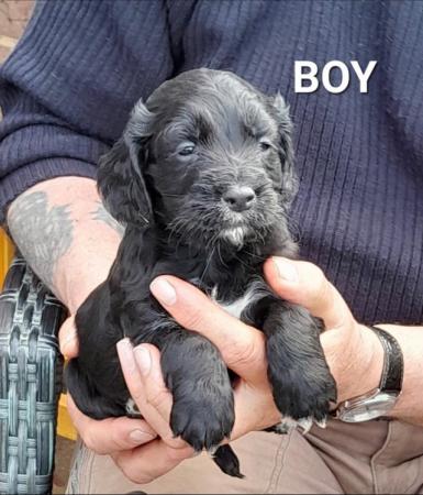 Image 18 of KC Registered Cocker Spaniel Puppies