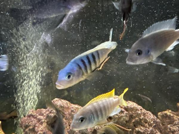 Image 1 of Approximately 30 various Cichlids