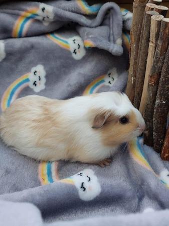 Image 8 of 6 wk old baby girl/sow Guinea Pigs