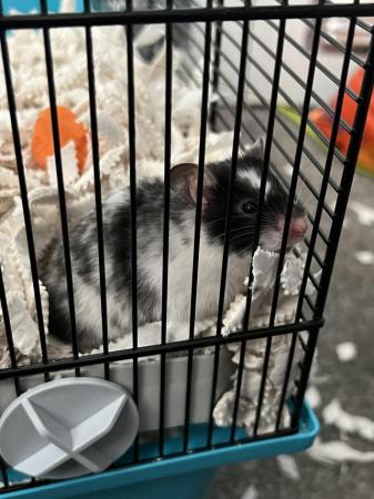 Image 1 of 10 month old white and black hamster
