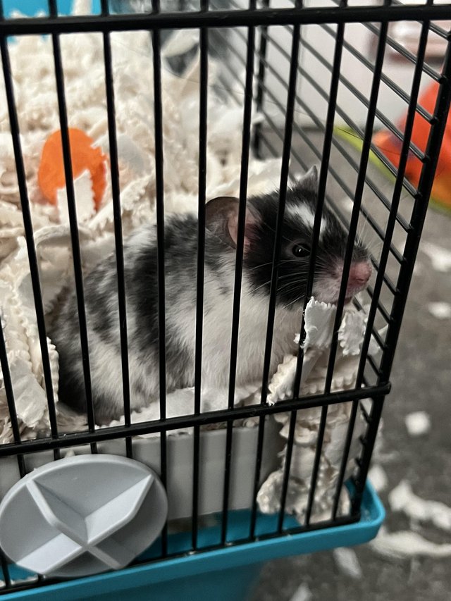 Preview of the first image of 10 month old white and black hamster.