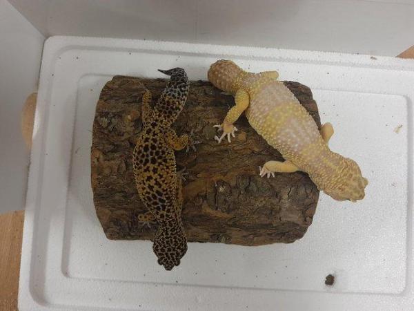 Image 3 of 8 week old leopard geckos with giant gene