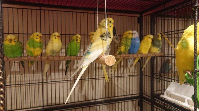 Image 5 of mixed budgies for salemales and females