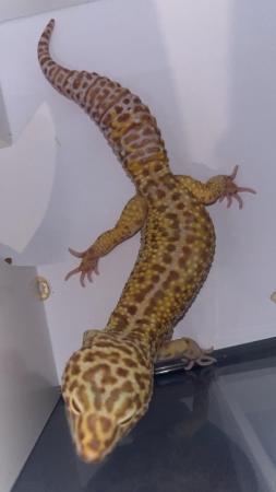 Image 5 of £30 last male** leopard geckos different ages REDUCED**