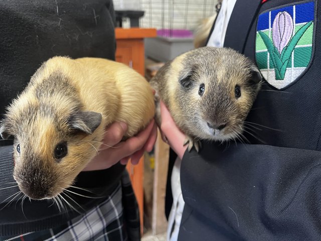 2 male guinea pig pups for rehoming — photo 3 of 4