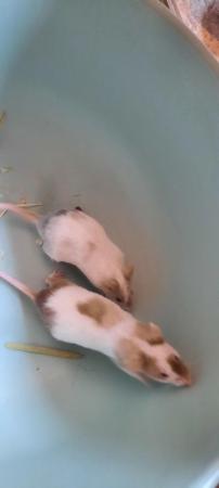 Image 2 of 5 male mice looking for their forever homes ##free