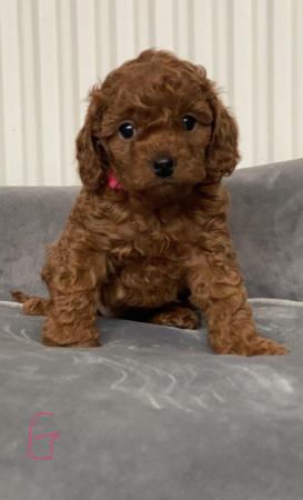 Image 22 of Gorgeous,Deep Red,Health tested Cavapoo pups