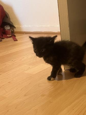 Image 6 of kitten for sale in wigan