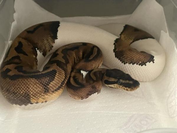 Image 11 of Royal python collection and snake racks ball python