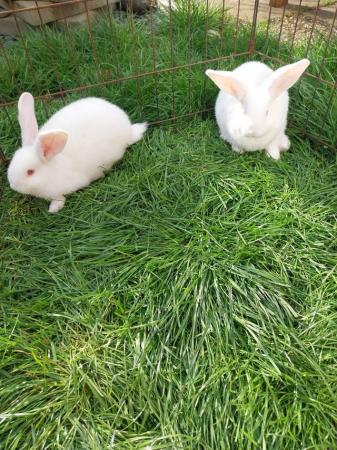 Image 5 of New Zealand white rabbits. Lovely big rabbits, available now