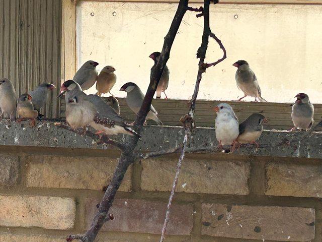 Preview of the first image of Zebra Finches and Java finches.