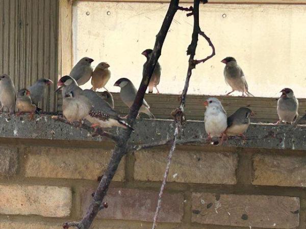 Image 1 of Zebra Finches and Java finches