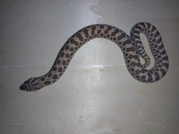 Image 2 of (Reserved)Female hognose snake 100% het snow