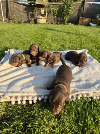 Image 2 of Miniature Dachshund ready to leave in 3 weeks