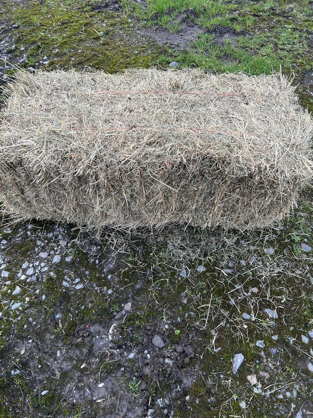 Preview of the first image of 2023 June meadow hay small bales.