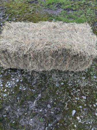 Image 1 of 2023 June meadow hay small bales