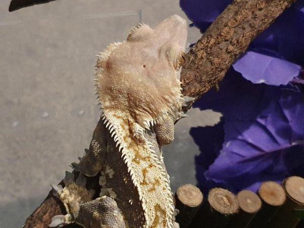 Image 2 of Crowned Tri-colour Harlequin Crested Gecko Male
