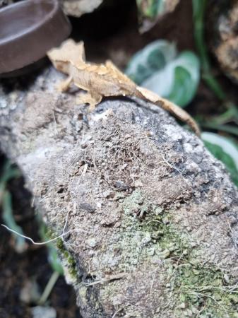 Image 1 of Young Crested Gecko for sale