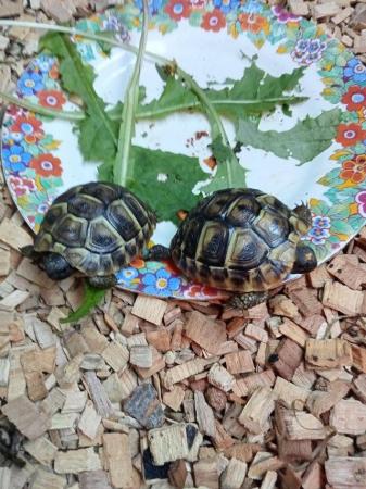 Image 3 of Healthy four month old baby torts ready for new home