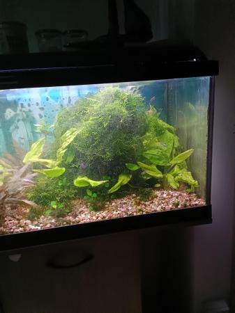 Image 2 of Java moss. Aquarium plant. £2.50 a hand full.