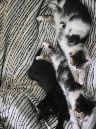 Image 11 of 11 week old kittens! £45 each!