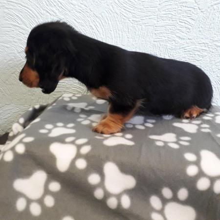 Image 15 of Eight weeks old miniature long haired dachshund pups.