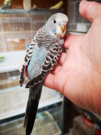 Image 16 of Baby hand tamed budgies for sale