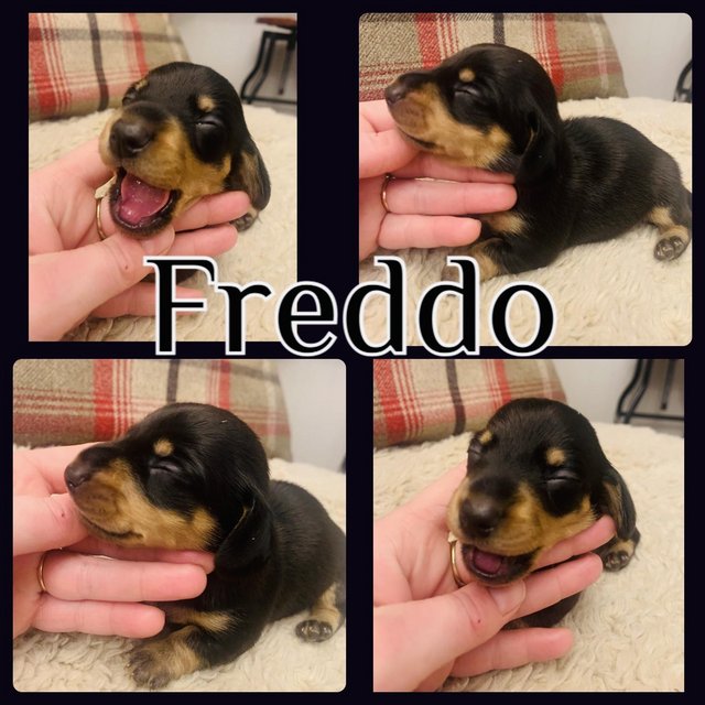 Preview of the first image of Kc registered miniature dachshund.
