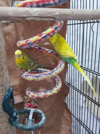 Image 2 of Bonded Budgie pair for sale