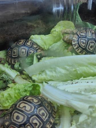 Image 6 of Leopard spotted Tortoises Babies