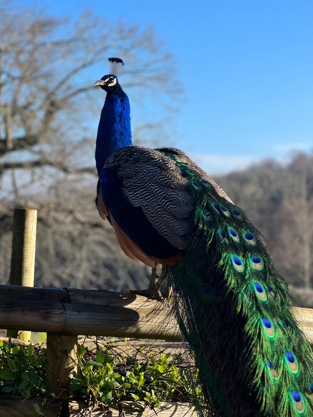 Preview of the first image of Peacocks For Sale Ipswich.