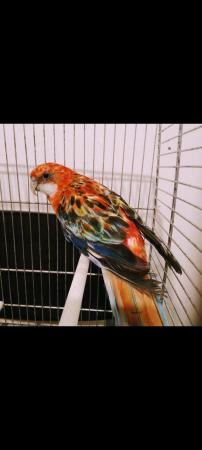 Image 1 of Australian Eastern Rosella Parrot