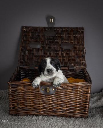 Image 9 of Extensively health tested working cocker spaniel puppies