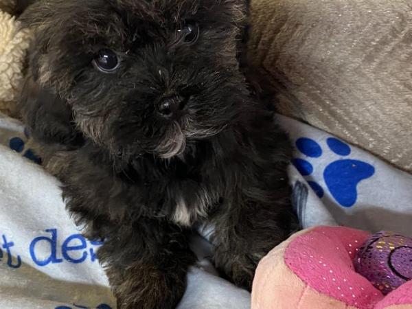 Image 3 of CUTE AND CUDDLY SHIHPOO PUPPIES
