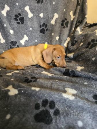 Image 6 of Smooth dachshund puppies ** READY TO LEAVE**
