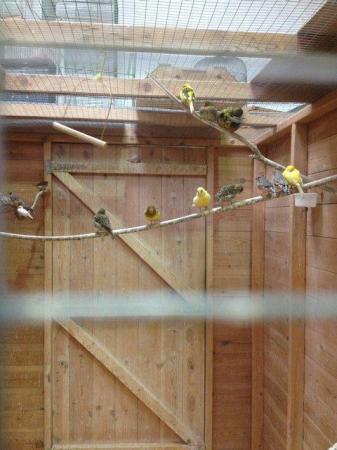 Image 2 of Various Birds (Parakeets/finches/canaries) for sale