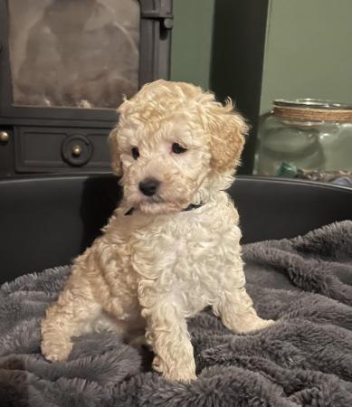 Image 1 of Tiny KC registered Apricot Toy Poodles
