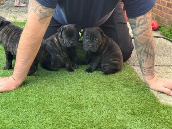 Image 8 of Gorgeous Blue Siras Staffie x Shar Pei pups for sale