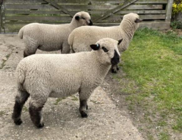 Image 2 of Pedigree Hampshire down ewe lambs
