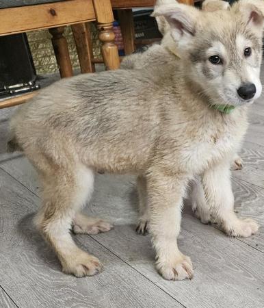 Image 5 of Adorable malamute cross puppies for sale