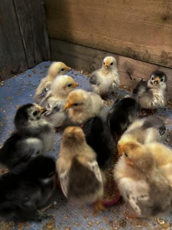 Image 1 of 2 week old, pekin / millefleurs chicks