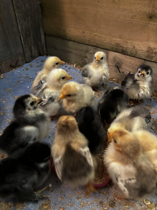 Preview of the first image of 2 week old, pekin / millefleurs chicks.