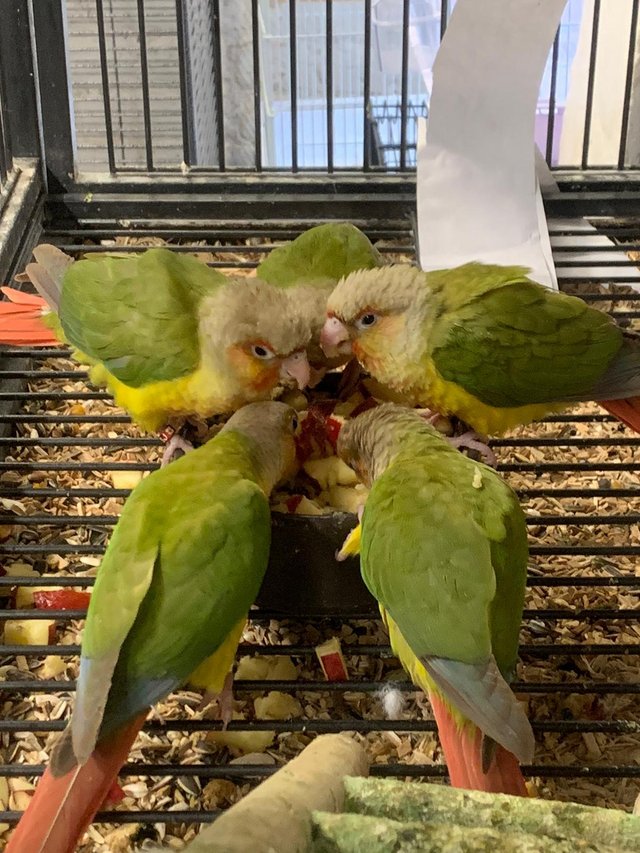 Preview of the first image of Hand Reared Baby Conure Parrots.