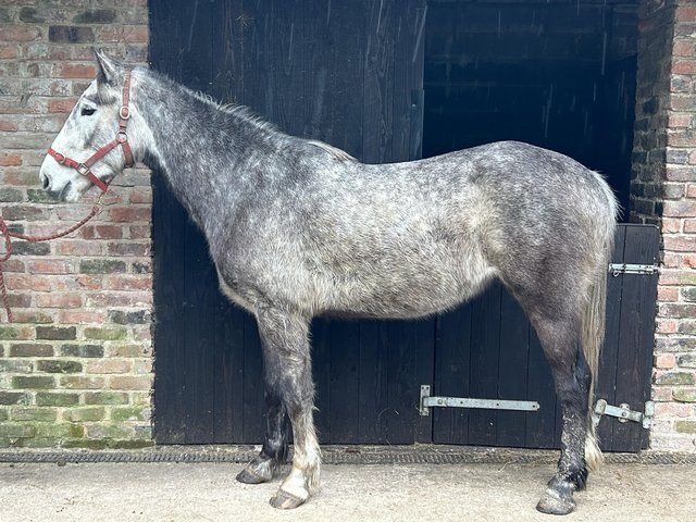 Preview of the first image of 4 year old Irish sports horse approx 16.1hh.