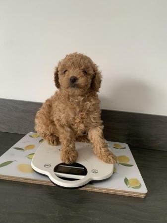 Image 3 of toy poodle puppy’s ready now!!
