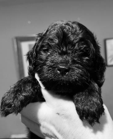 Image 14 of Ready tomorrow !Stunning tiny cavapoo f1b puppy,last 1 left