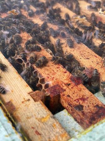 Image 1 of Overwintered 2023-4 Honey Bee Nucs for Sale