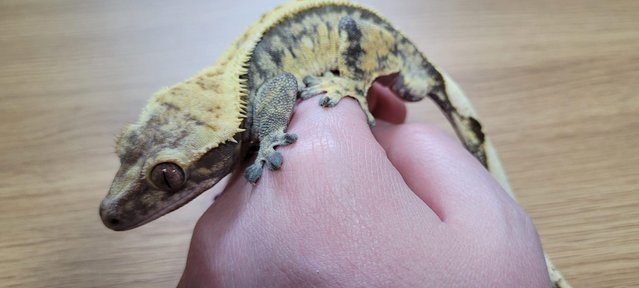 Image 2 of Lovely Male Crested Gecko