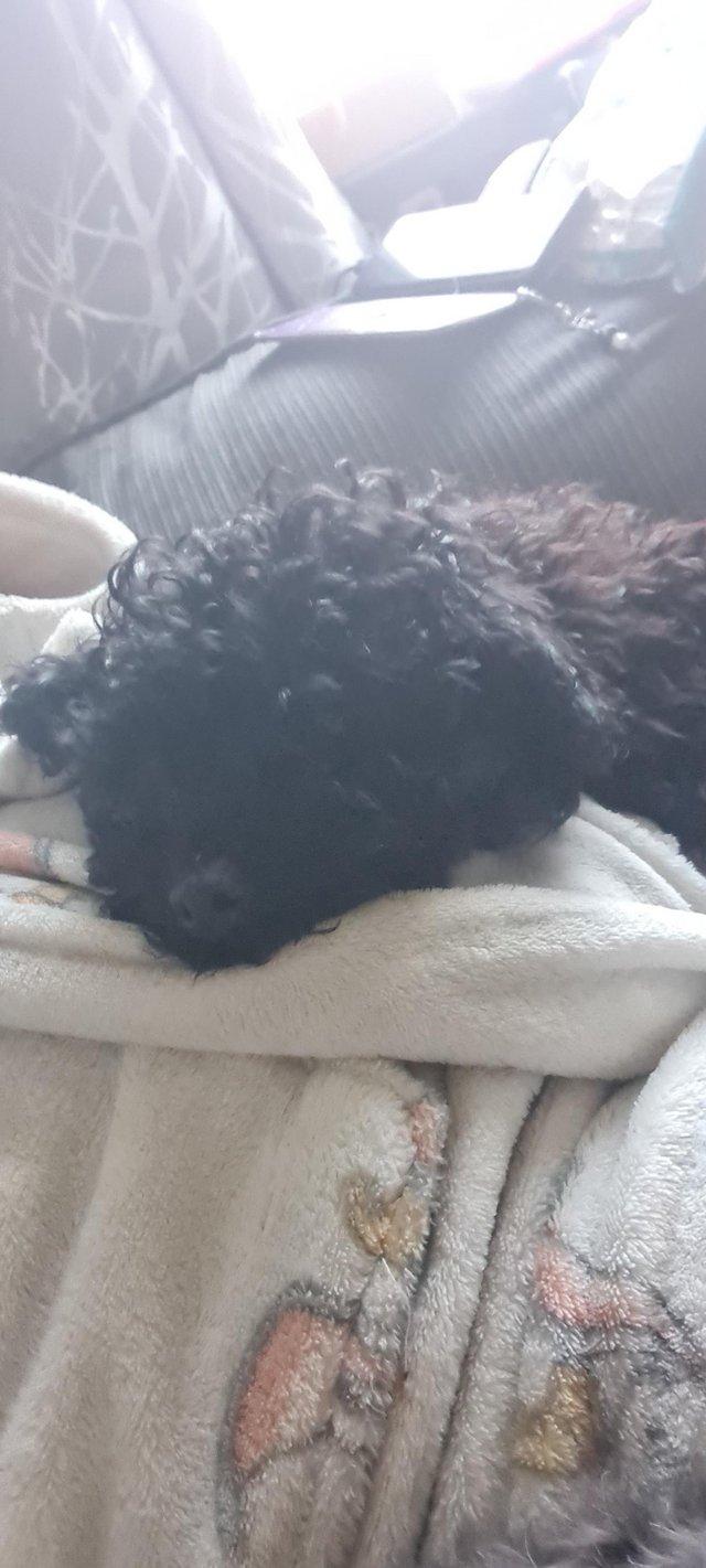 Preview of the first image of 6 month old female Cockerpoo.