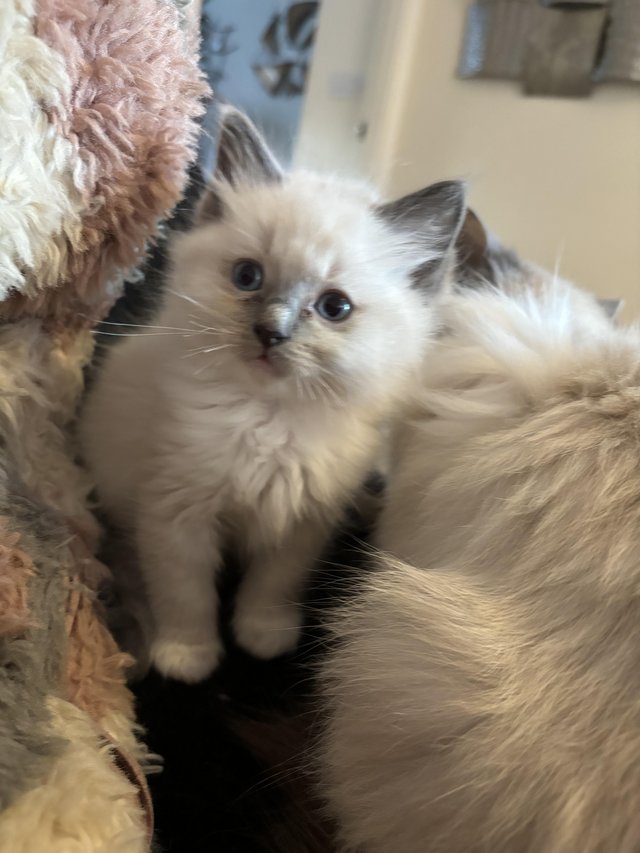 Preview of the first image of Ragdoll kittens baby male left.
